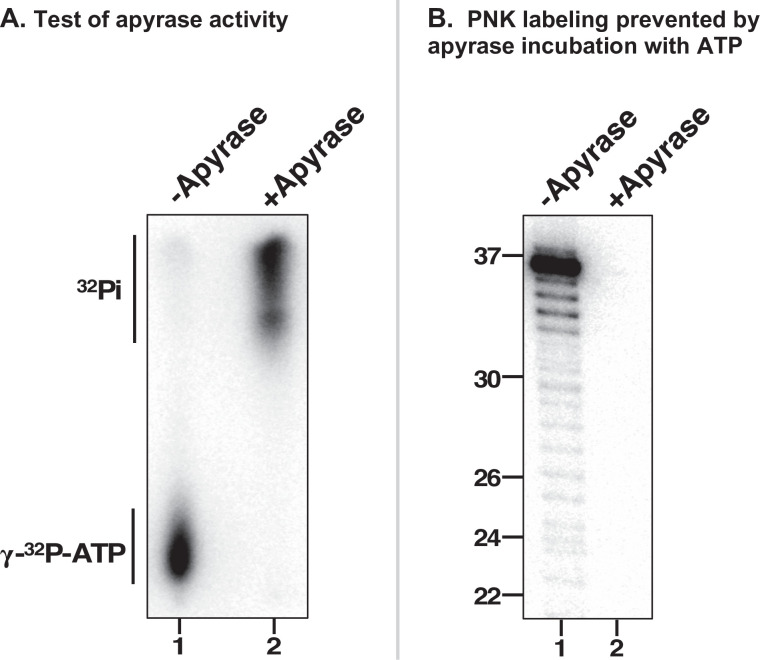 Figure 5—figure supplement 2.