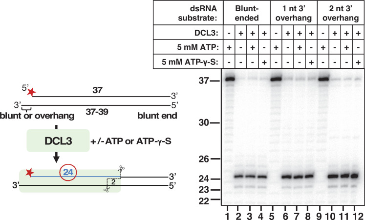 Figure 5—figure supplement 1.