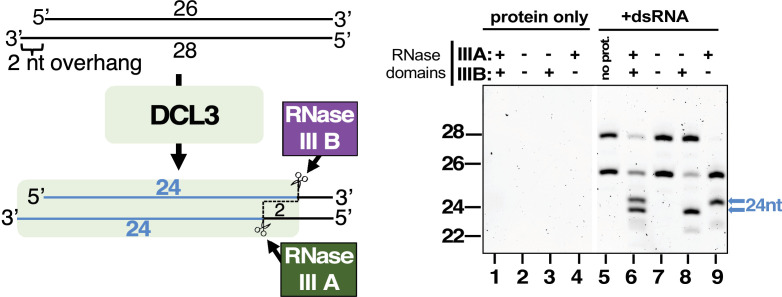 Figure 3—figure supplement 1.