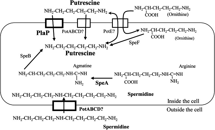 FIGURE 1.