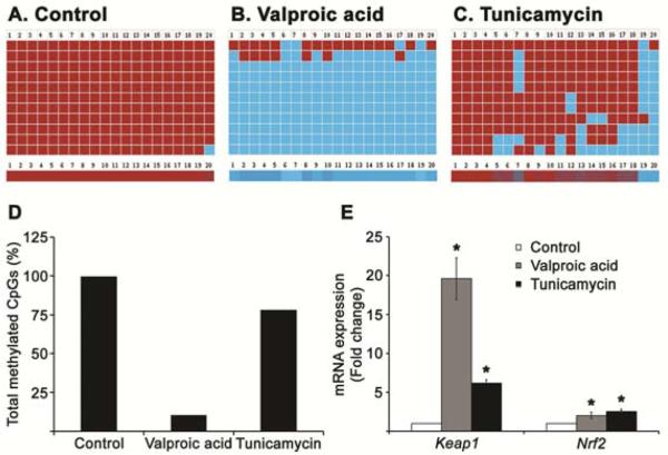 Valproic Acid Suppresses Nrf2 Keap1 Dependent Antioxidant Protection 