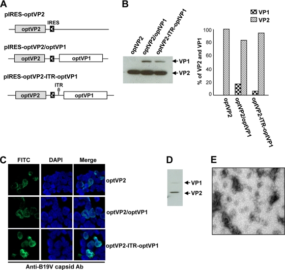 FIG. 3.