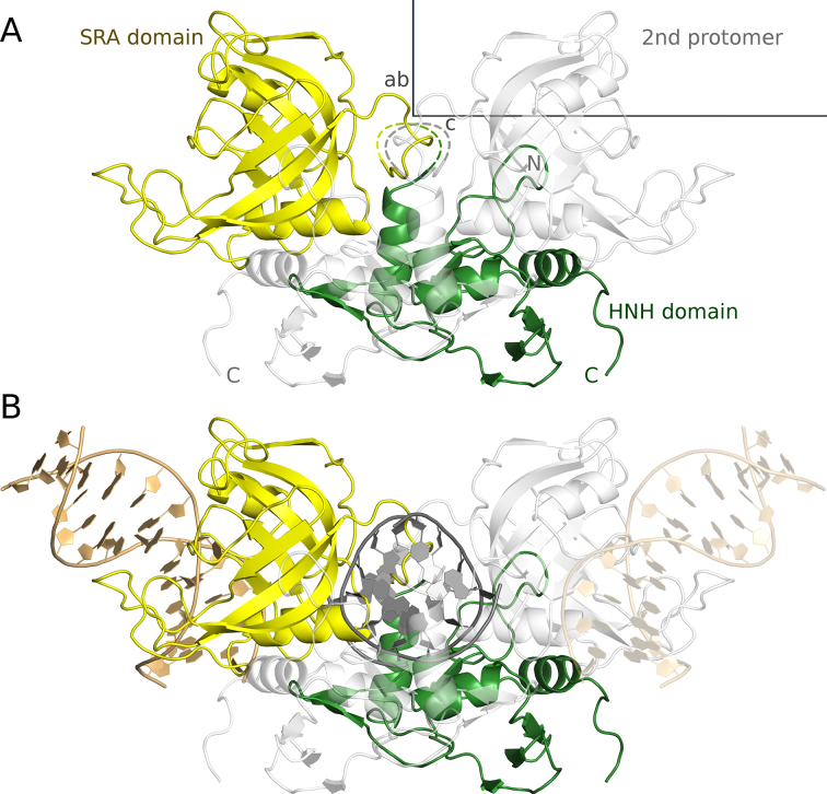 Crystal structure of the modification-dependent SRA-HNH endonuclease ...