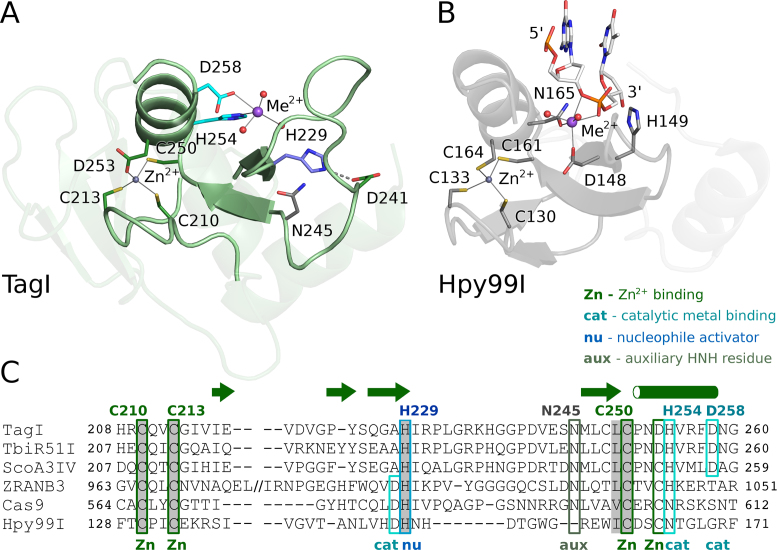 Crystal structure of the modification-dependent SRA-HNH endonuclease ...