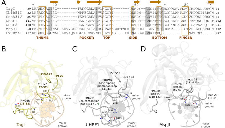 Crystal structure of the modification-dependent SRA-HNH endonuclease ...