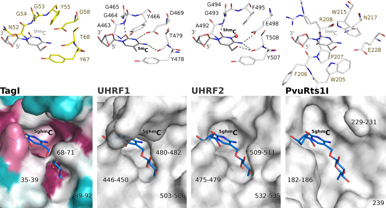 Crystal structure of the modification-dependent SRA-HNH endonuclease ...