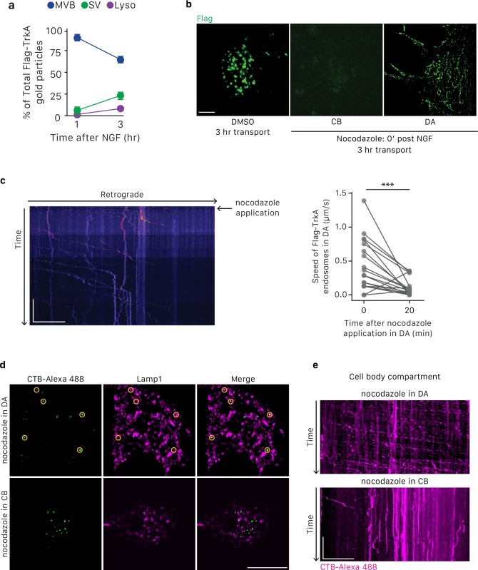 Figure 5—figure supplement 1.