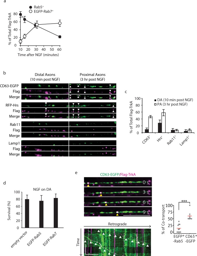 Figure 2—figure supplement 1.