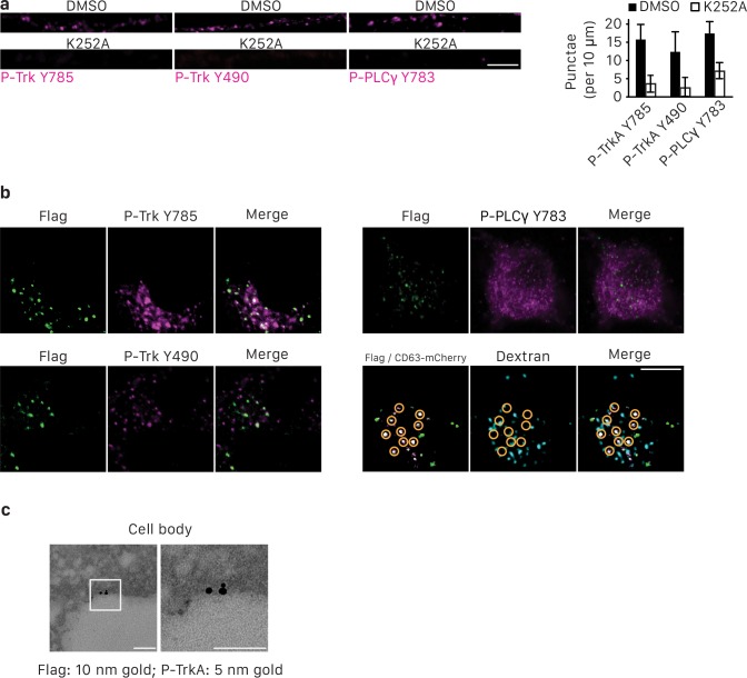 Figure 4—figure supplement 1.