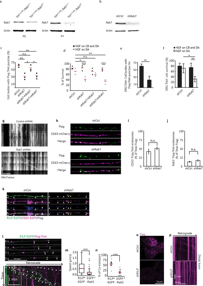 Figure 3—figure supplement 1.