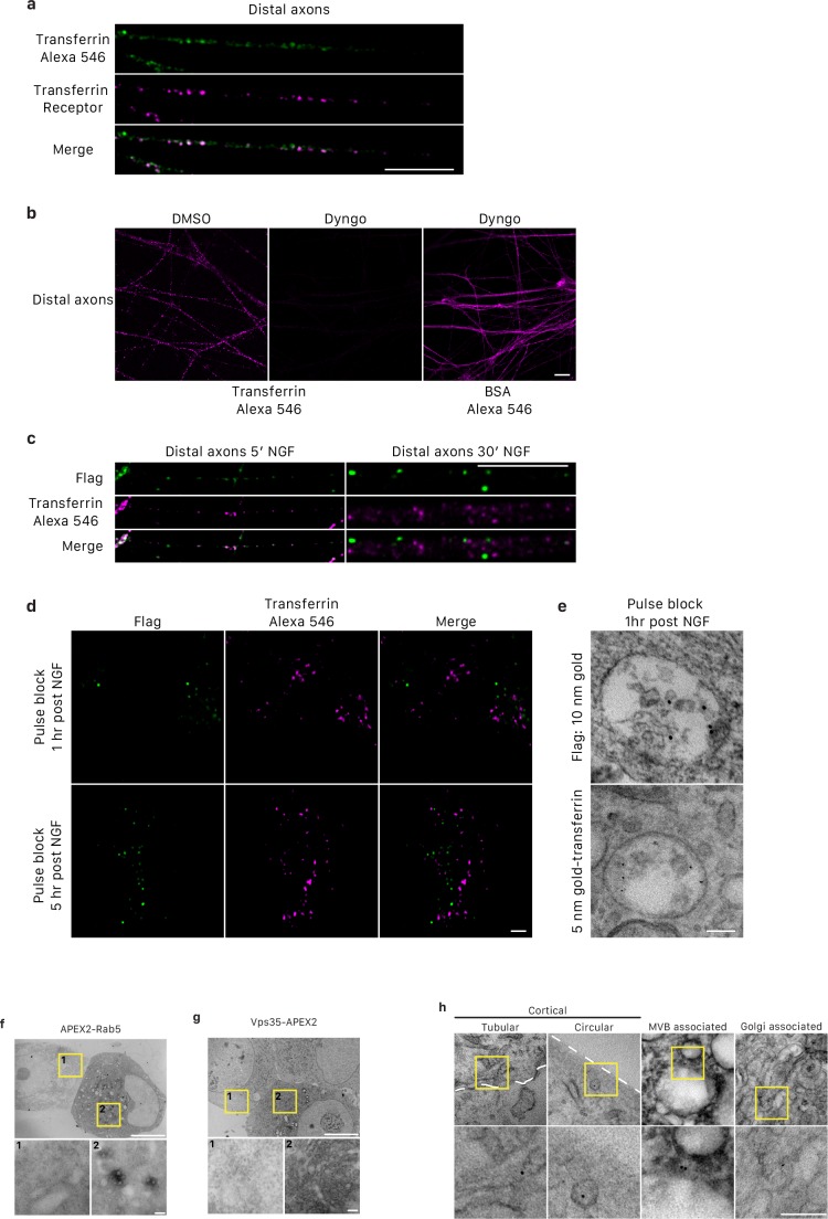 Figure 6—figure supplement 1.