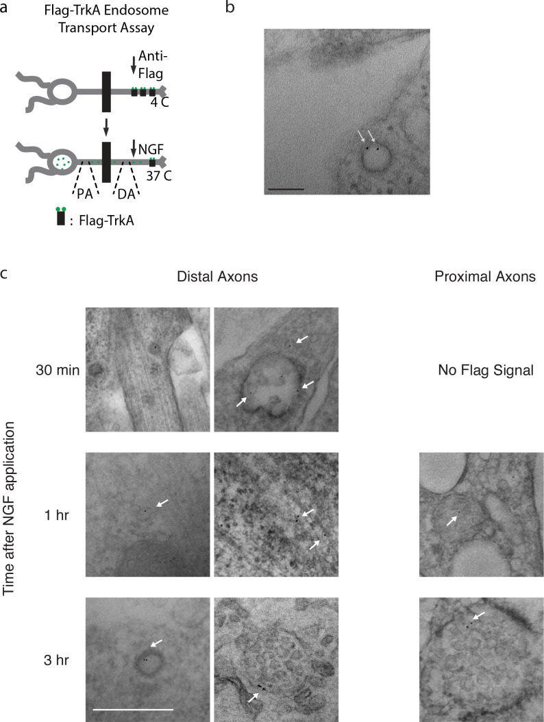 Figure 1—figure supplement 1.