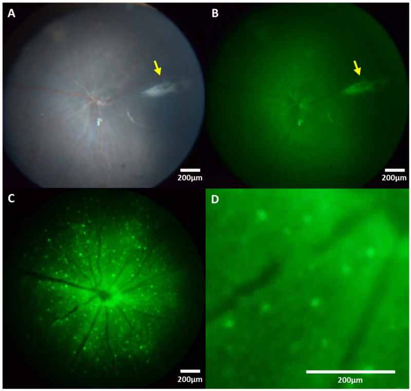 Figure 4: