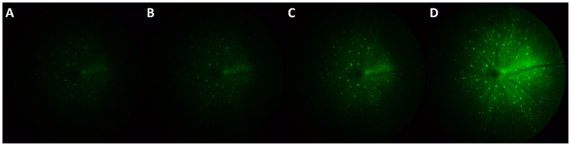 Figure 5: