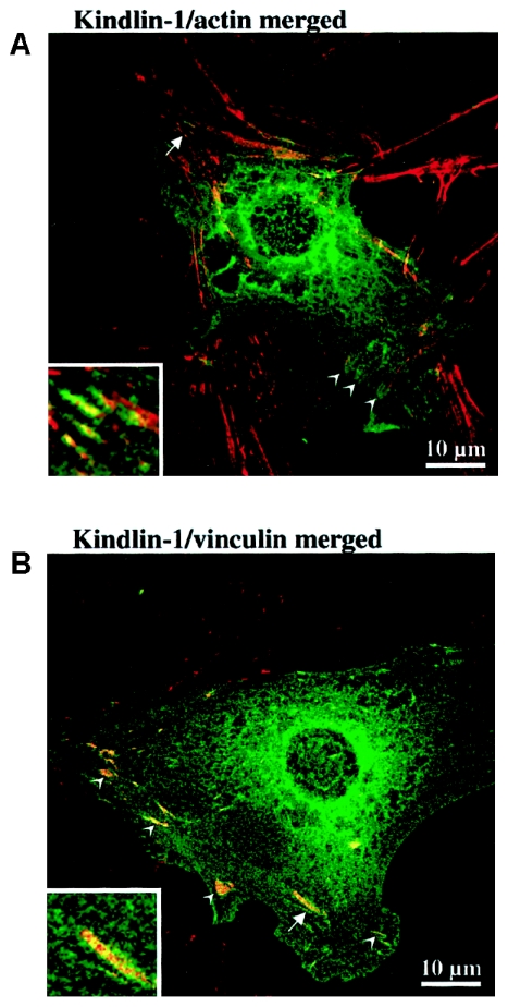 Figure  7