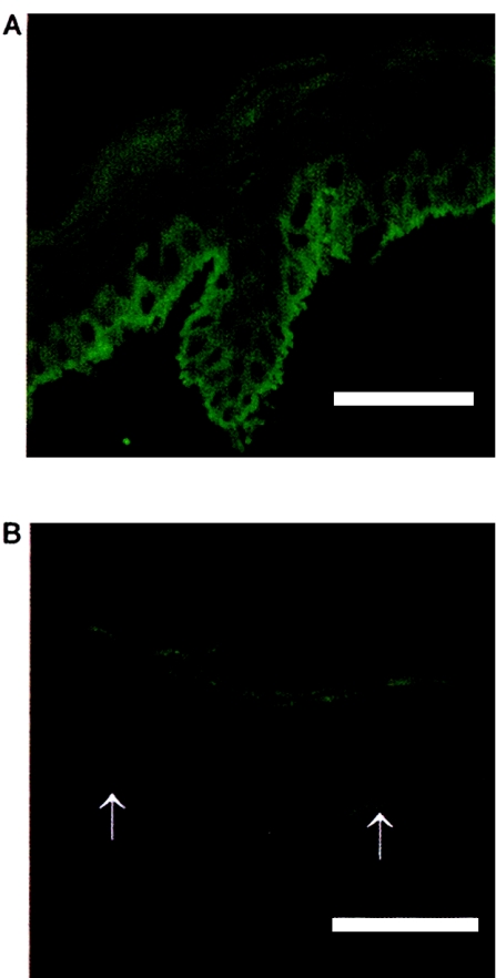 Figure  6