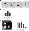 Fig 6