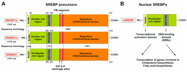 The Role of SCAP/SREBP as Central Regulators of Lipid Metabolism in ...