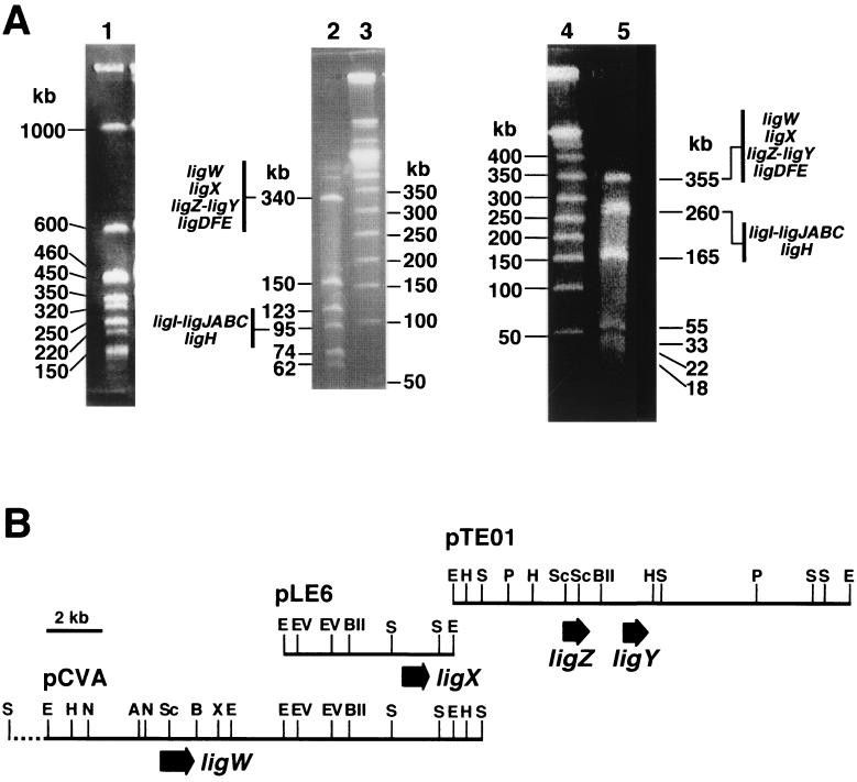 FIG. 6.