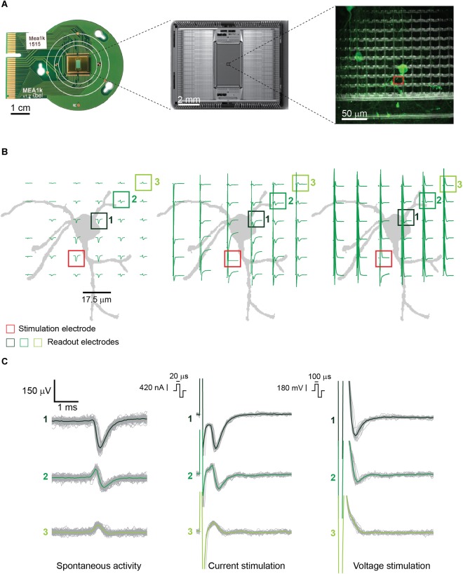 FIGURE 1