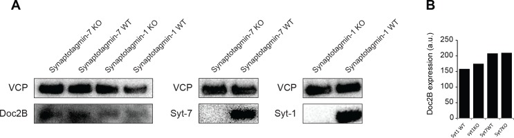 Figure 1—figure supplement 2.