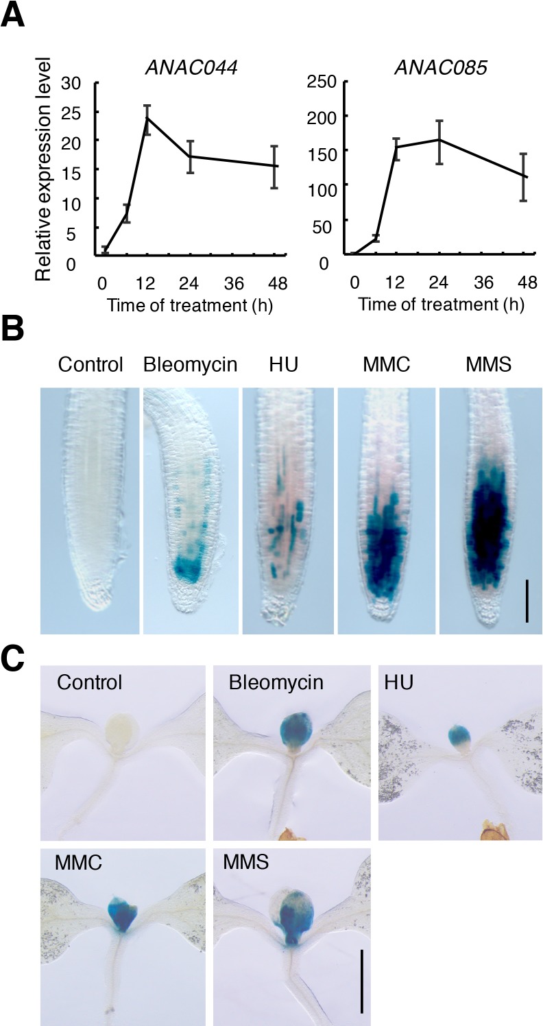 Figure 1—figure supplement 1.