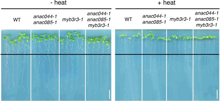 Figure 9—figure supplement 2.