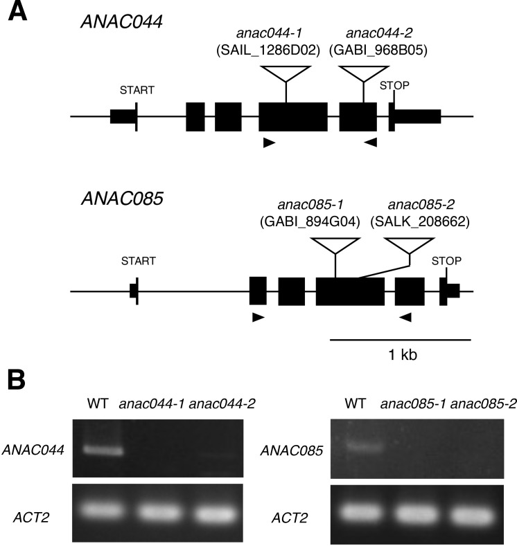 Figure 2—figure supplement 1.