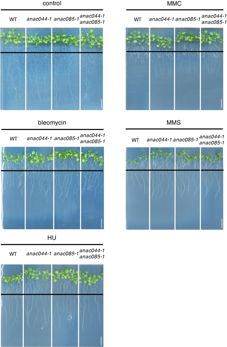 Figure 2—figure supplement 3.