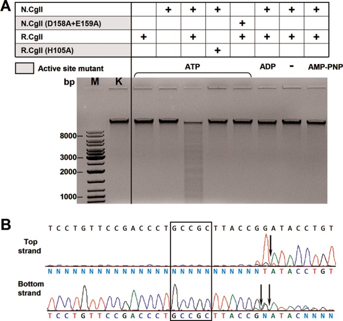 Figure 4.