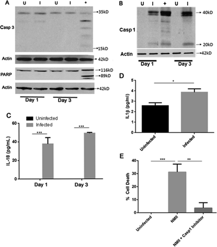 FIG 6