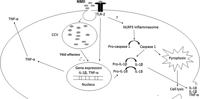 FIG 12