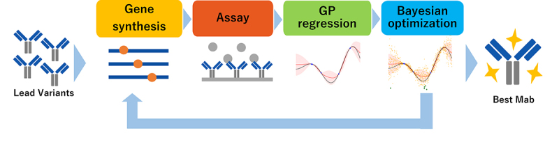 Overview of ML-guided antibody optimization from a single mutation data.