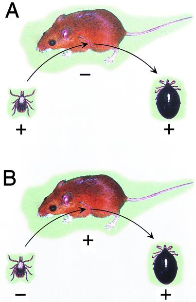 FIG. 1