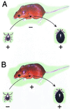 FIG. 1