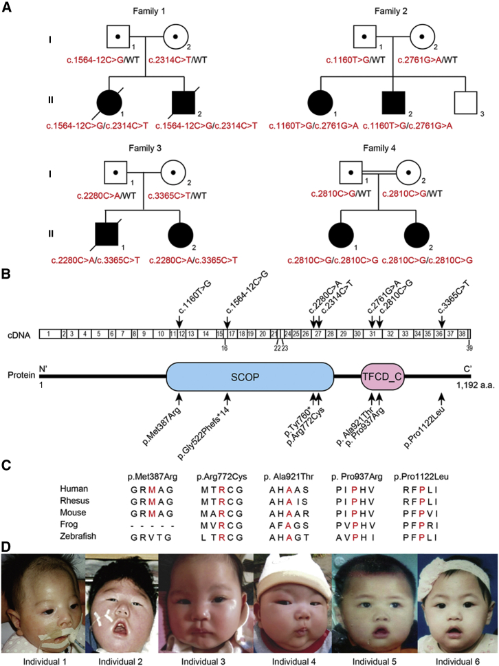 Figure 1