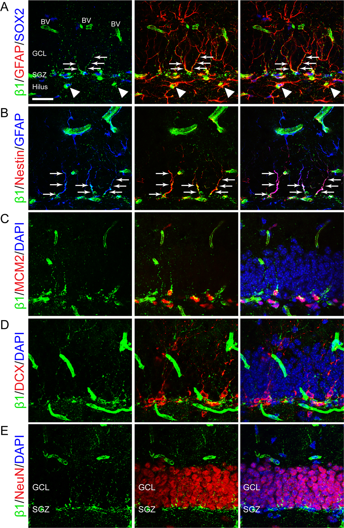 FIGURE 1: