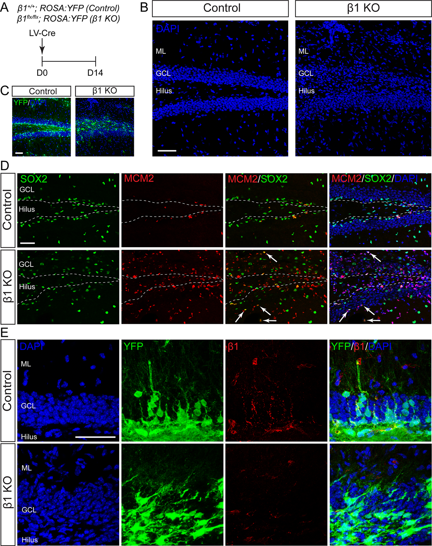 FIGURE 2: