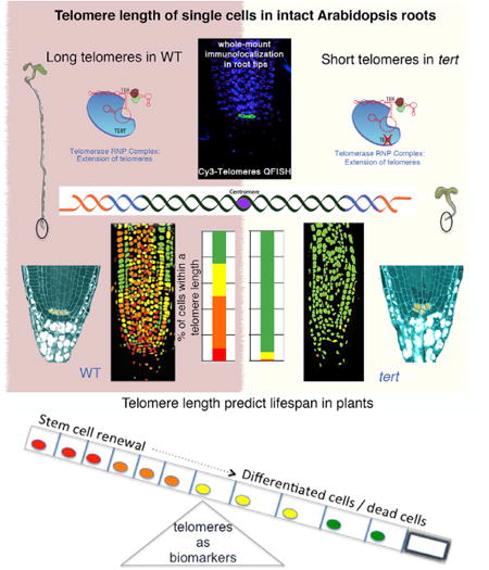 graphic file with name nihms769270u1.jpg