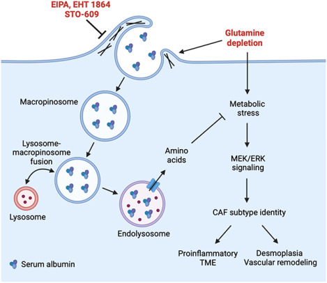 graphic file with name nihpp-2024.11.29.625709v1-f0001.jpg