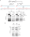 Figure 2—figure supplement 2.