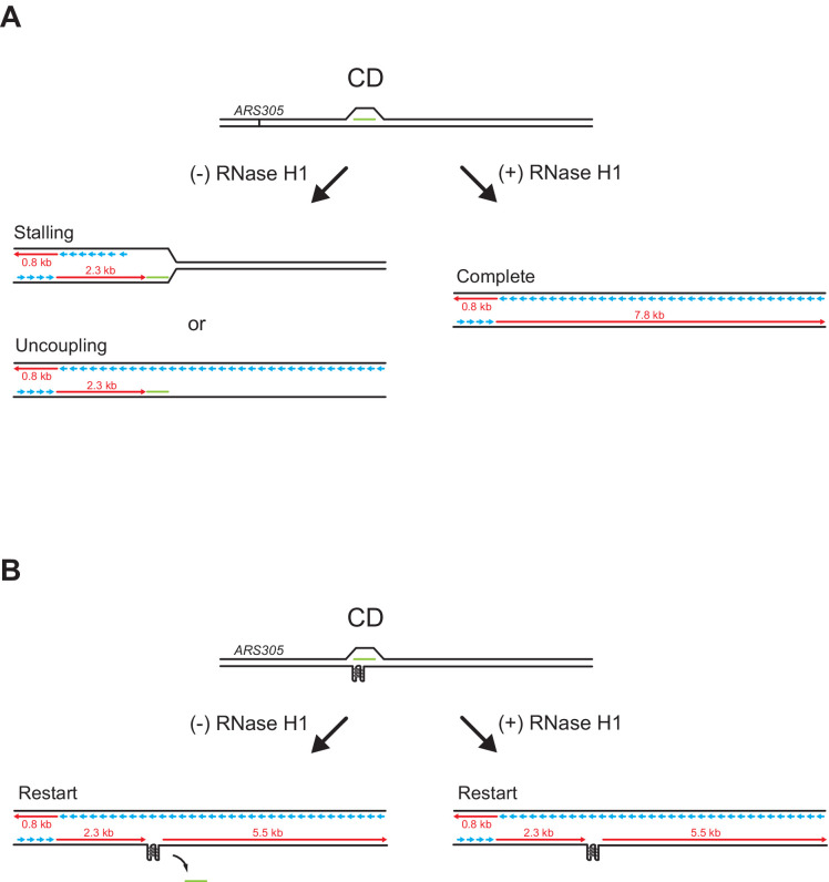 Figure 4—figure supplement 1.