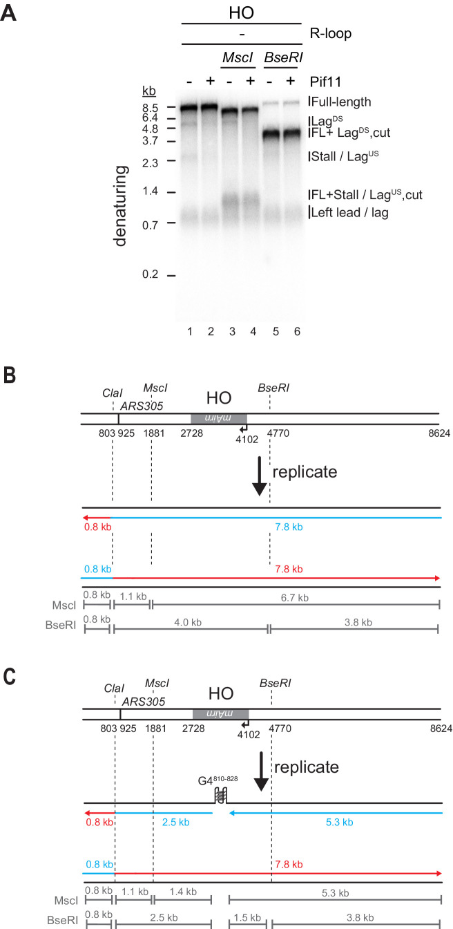 Figure 7—figure supplement 1.