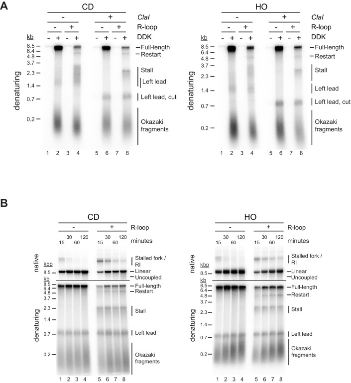 Figure 2—figure supplement 1.