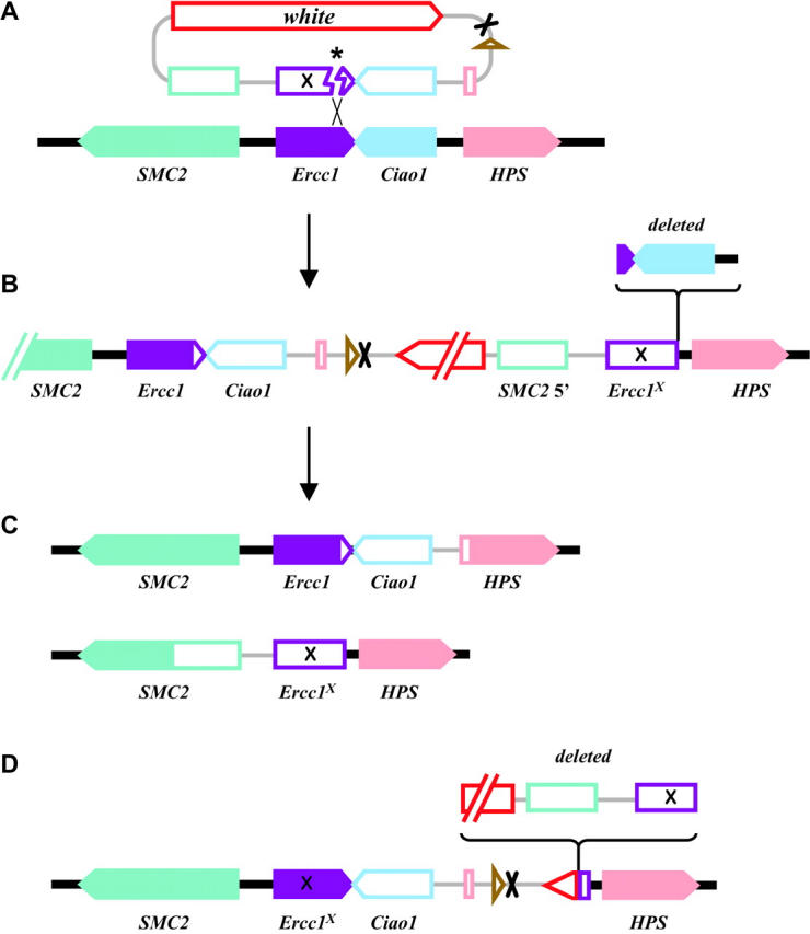 Figure 2.—