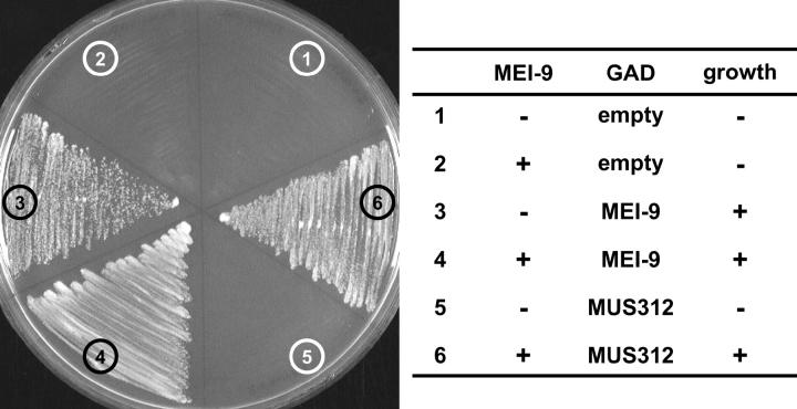 Figure 6.—