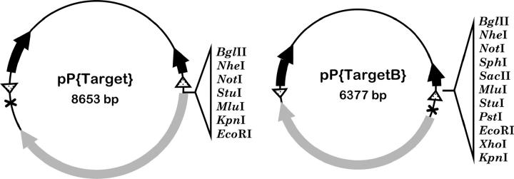 Figure 1.—