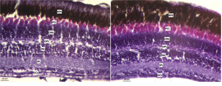 Figure 1—figure supplement 1.