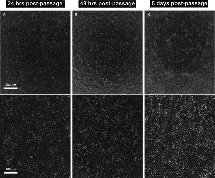 Figure 3