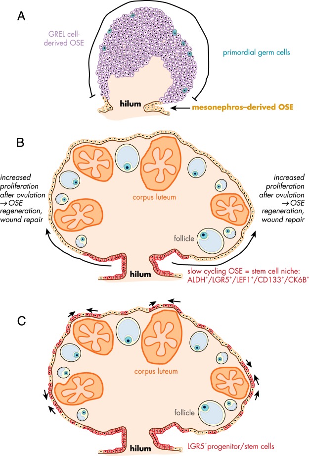 Figure 5.